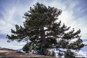 Taking a break under an ancient Robola Pine tree.