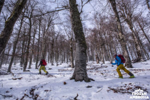 Socrates Bounovas and Dimitris Pantelias hiking through the beech forest on Smolikas.