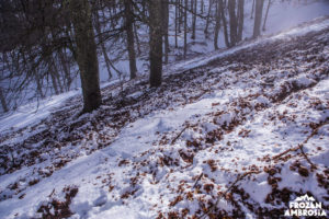 The wild boar had gone crazy digging for truffles in the lower forest.